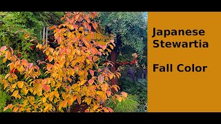 Japanese Stewartia Stewartia psuedocamellia fall color [upl. by Dunseath]