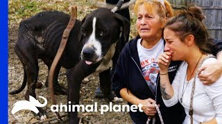 38 Dogs Saved From Horrific Conditions  Pit Bulls amp Parolees [upl. by Alvira81]