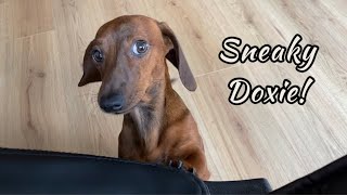 Sneaky mini dachshund [upl. by Eanad]