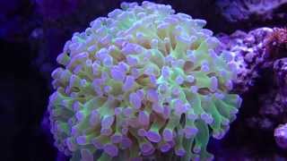 Frogspawn Coral Thin Branched Euphyllia paradivisa [upl. by Edik]