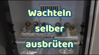 Wachteln ausbrüten im Brutschrank [upl. by Alderson]