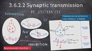 EASY REVISION AQA ALevel Biology 3622 Synaptic Transmission [upl. by Laefar]