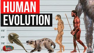 Human Evolution  By Years [upl. by Mcclenaghan]