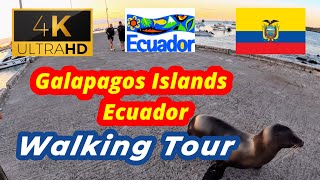 🇪🇨【4K 60fps】WALK  GALAPAGOS ISLANDS  walking Tour  Ecuador [upl. by Catrina]