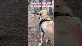 Hiking with Labradors music song pop lyrics puppy goldenretrieverfun dog goldenpupppy dog [upl. by Hewe814]