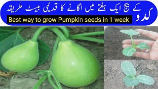 Is Pumpkin Fast Growing  A Unique method of planting pumpkin  Easy to Grow Kaddu [upl. by Niamrej189]