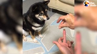 Dogs Mind Blown By Magic Trick  The Dodo [upl. by Vijnas]