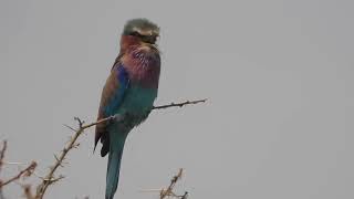 Coracias caudatus  Carraca lila Lilac  breasted roller [upl. by Ruthann]