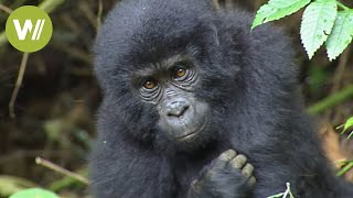 Sozialverhalten der Berggorillas im BwindiNationalpark in Uganda [upl. by Cristie]