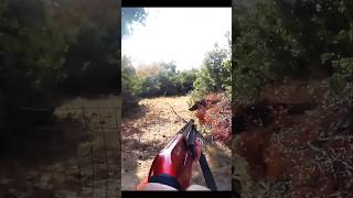 великолепный кадр кабана hunting cinghiale chasse wildboar охота [upl. by Eart]