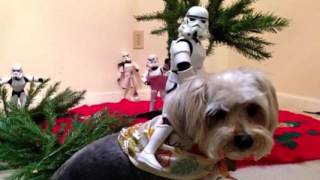 Stormtroopers Christmas Tree Setup Star Wars [upl. by Sayed]