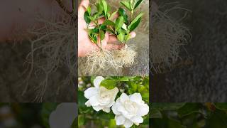 How to grow Gardenia plant faster garden gardengingtips [upl. by Akkin]