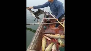 Fishing songs l fish caught by duck l new style of fishing l natural fishing [upl. by Phia486]