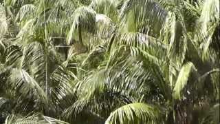 Archontophoenix cunninghamiana Canopy View Bangalow Piccabeen King Palm [upl. by Gnilyarg]