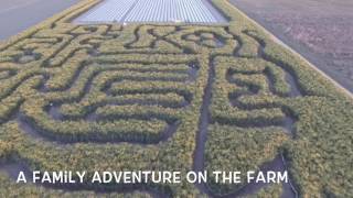 The Sunn Hemp Maze at Grandaddys Farm Fresh Produce [upl. by Adnauqal]