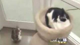 Cat Attacks Woman On Live Television [upl. by Huttan528]