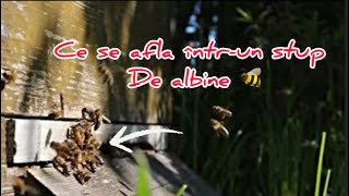 Totul despre Albine  Ce se afla Întrun stupul de albine 🐝🥰 [upl. by Frieder]