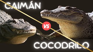 COCODRILO Y CAIMAN ¿Son el mismo ANIMAL [upl. by Sonnie]