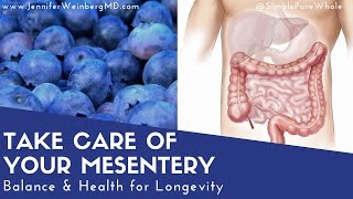 Take Care of Your Mesentery for Better Health amp Longevity [upl. by Malvina739]