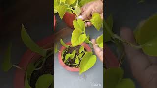 neonpothos howtogrow bushier pothos pothosplant shortvideo [upl. by Keithley]