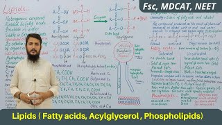 Lipids  Lipids classification structure and function  Acylglycerol  Phospholipids  part 01 [upl. by Anabel990]