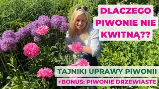 Dlaczego piwonie nie kwitną Oto7 powodów Jak uprawiać piwonie oraz bonus piwonie drzewiaste [upl. by Diann]