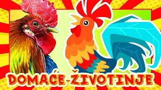 Domaće životinje i njihovo glasanje 🐄🐖 Edukativni video za djecu uz videozapise pravih životinja [upl. by Nilre]