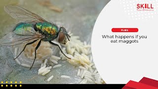 What Happens If You Eat Maggots 🐛 [upl. by Steffane]