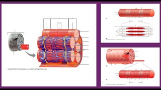 Anatomy of the Myofiber and Myofibril  Identify the structures with me [upl. by Gilligan100]