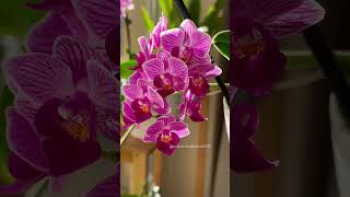 Phalaenopsis Jiahos Pink Girl  Fragrant 🩷🩷🩷phalaenopsis orchid orchids [upl. by Erbe727]