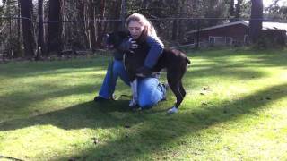 Dog Trainer Saves Dog with CPR Jukin Media Verified Original [upl. by Lemal724]