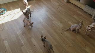 12 week old Sphynx kittens playing in nursery [upl. by Yllet]