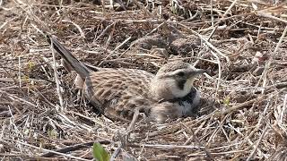 Wow A Horned Lark nesting near farm field with four eggs [upl. by Corel]