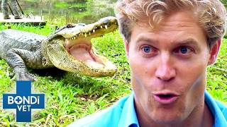 Brave Vet Stitches Up HUGE Gators Wounds 😱 Bondi Vet To The Rescue [upl. by Furlani]