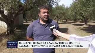 Σε έξαρση οι κλοπές ελαιόκαρπου σε όλη την Ελλάδα  quotΧτυπούνquot σε χωράφια και ελαιοτριβεία [upl. by Eidualc384]