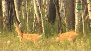 Jagd auf Sibirische Rehböcke in Kurgan [upl. by Norling96]