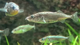 イトヨ Threespined Stickleback Gasterosteus aculeatus [upl. by Duvall]