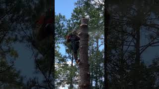 Cutting down Loblolly pine husqvarna shortvideo treeremovalservices pinetree treeworker [upl. by Bickart]