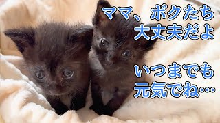 物置から必死のレスキュー！母子猫それぞれの行き場所とは…？【TNR保護猫活動】 [upl. by Ztnahc]