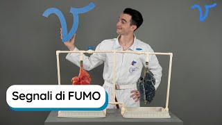 Fumo Come sono i polmoni di un fumatore Cosa c’è dentro una sigaretta Quali danni causa [upl. by Delamare367]