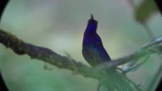 Violet Sabrewing Honduras [upl. by Bettye296]