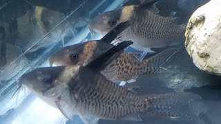 NEW Corydoras Delphax False Blochi Cory [upl. by Fem893]