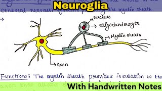 Neuroglia Glial cell  Structure  Function  Types  Readymade notes for exam [upl. by Lenahtan]