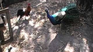 Peacock Fights Phoenix Rooster [upl. by Norry]