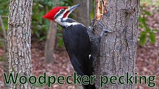 Woodpecker bird pecking fast Woodpecker pecking tree [upl. by Beka817]