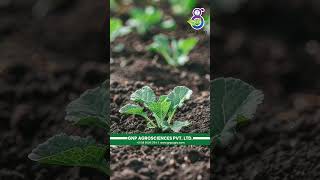 पिकांच्या उत्पादन वाढीसाठी जीएनपी ॲग्रो  GNP Agro for Crop Yield [upl. by Eetse]