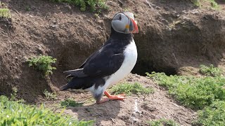 PUFFINS AT SKOMER ISLAND  Sony A7R5 4k Scinetone [upl. by Jeffers]