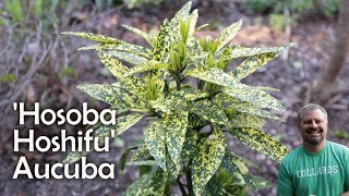 Aucuba Japonica  Hosaba Hoshifu [upl. by Iroc]