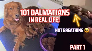 I Saved This Puppys Life  101 Dalmatians in Real Life  Part 1 [upl. by Kiri59]