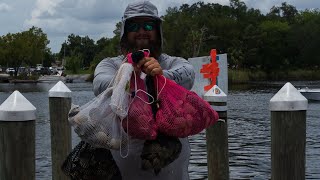 2022 Homosassa scalloping  What you need to be successful short [upl. by Tarr]